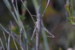 Vandiemenella viatica