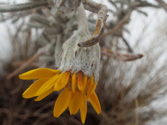 Senecio mairetianus