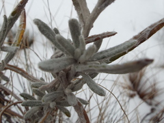 Senecio mairetianus