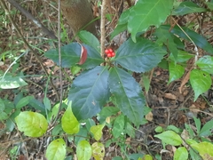 Sarcandra glabra