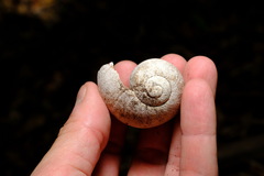 Hedleyella falconeri