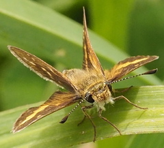 Taractrocera papyria