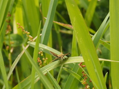 Taractrocera papyria