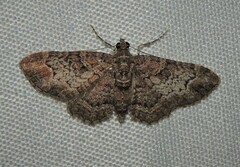 Pasiphilodes testulata