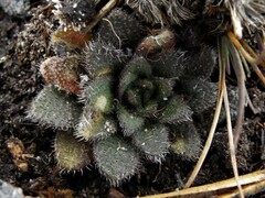 Draba jorullensis
