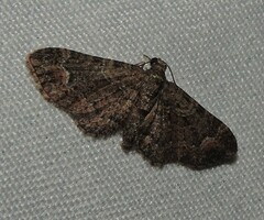 Pasiphilodes testulata