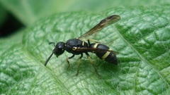 Stenodynerus chevrieranus