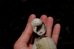 Hedleyella falconeri