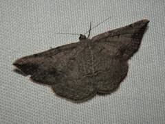 Taxeotis perlinearia