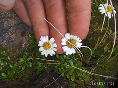 Celmisia bellidioides