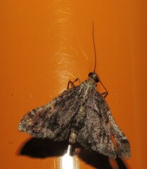 Scenedra decoratalis