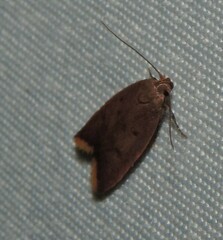 Tachystola acroxantha