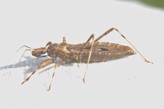 Oncocephalus