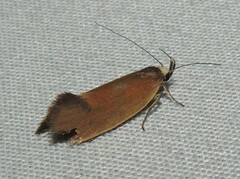 Delexocha ochrocausta