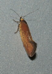 Delexocha ochrocausta