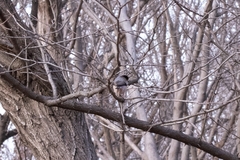 Aegithalos glaucogularis