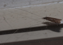 Triplectidinae
