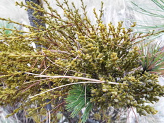 Arceuthobium globosum