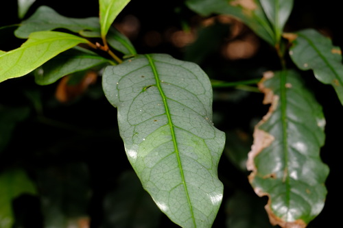Image of Beilschmiedia elliptica by (c) Peter Crowcroft, some rights reserved (CC BY)