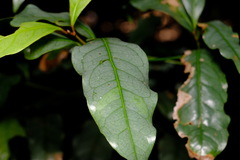 Beilschmiedia elliptica