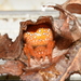 Araneus iviei - Photo (c) npylant, osa oikeuksista pidätetään (CC BY-NC)