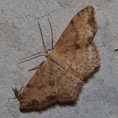 Idaea halmaea