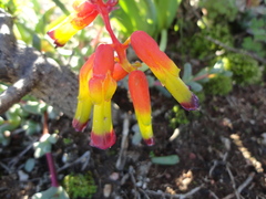 Lachenalia quadricolor