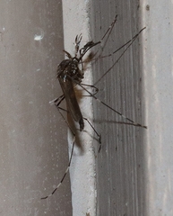 Aedes alboannulatus