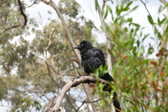 Corvus mellori