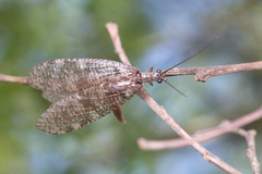 Archichauliodes diversus