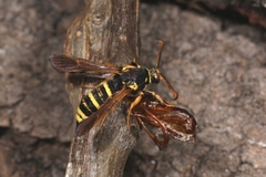 Paranthrene tabaniformis