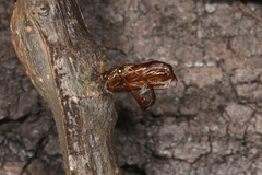 Paranthrene tabaniformis