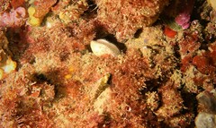 Helcogramma decurrens