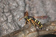 Paranthrene tabaniformis