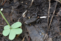 Pseudophryne bibronii