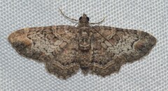 Pasiphilodes testulata