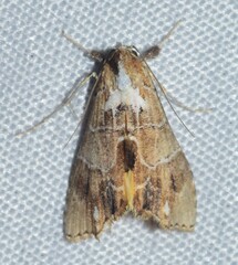 Arrade leucocosmalis