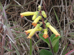 Sinningia warmingii