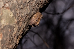 Hierodula patellifera