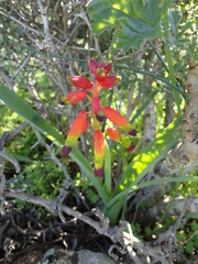 Lachenalia quadricolor