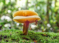 Heimiomyces velutipes