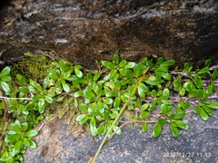 Celmisia bellidioides