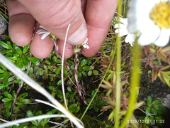Celmisia bellidioides