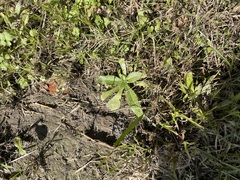 Plantago virginica