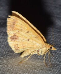 Chrysolarentia correlata