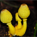 純黃白鬼傘 - Photo 由 Zinogre 所上傳的 (c) Zinogre，保留部份權利CC BY-SA