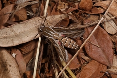 Hyles livornica
