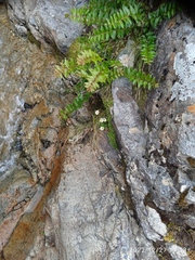 Celmisia bellidioides