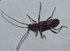 Aesiotyche favosa