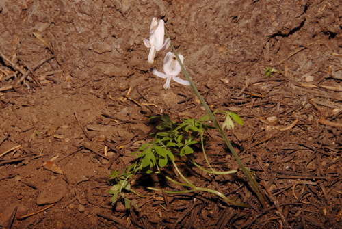 Image of Dicentra pauciflora by (c) Brian Finzel, some rights reserved (CC BY-SA)